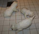 Bumbaa's_litter_4weeks_z_bathing_b