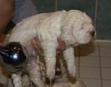 Bumbaa's_litter_4weeks_z_bathing_d