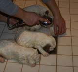 Bumbaa's_litter_4weeks_z_bathing_e