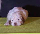 x_Bumbaa's_litter_4weeks_Boy_Bronze_2