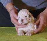 x_Bumbaa's_litter_4weeks_Girl_3