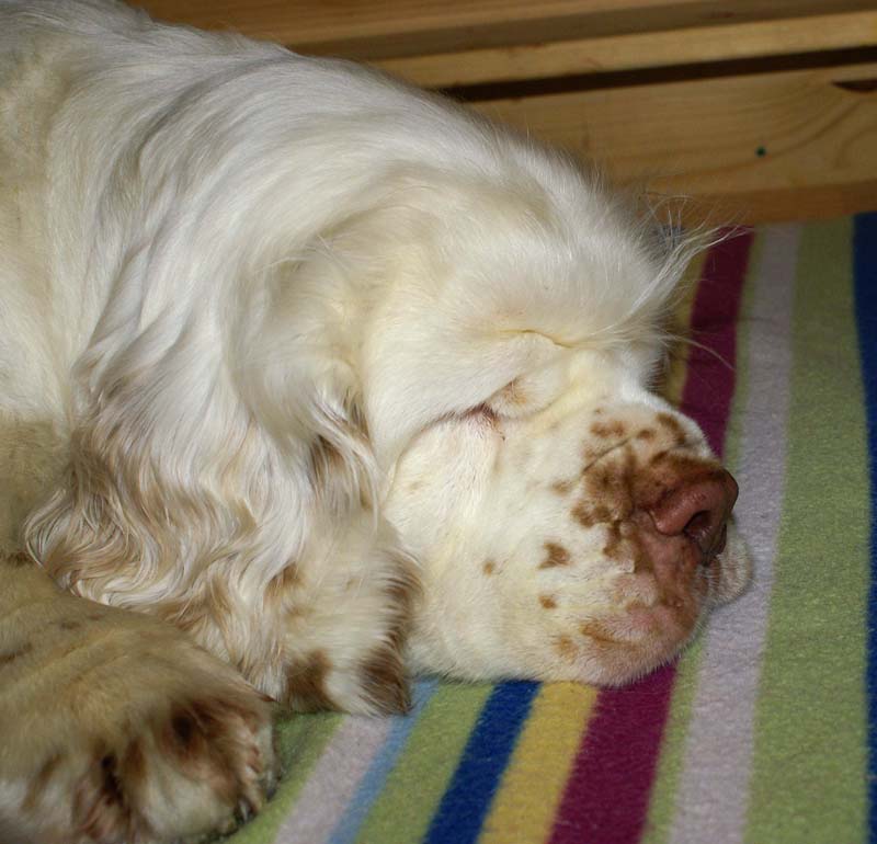 Bumbaa's_litter_day1_0