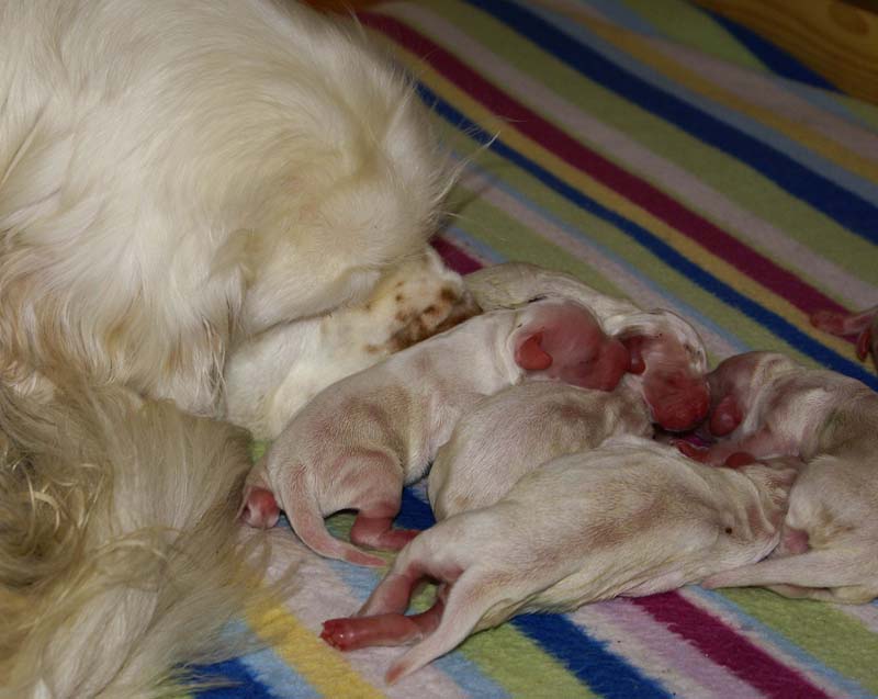 Bumbaa's_litter_day1_c