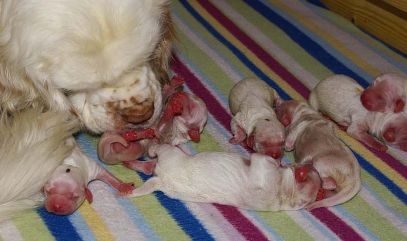 Bumbaa's_litter_day1_f