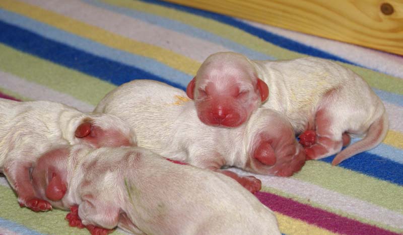 Bumbaa's_litter_day1_g