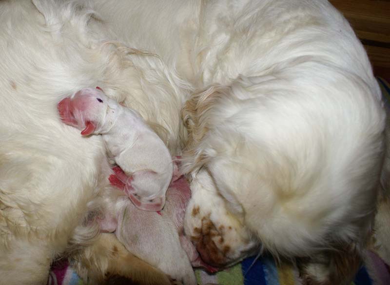 Bumbaa's_litter_day1_h