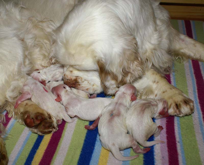 Bumbaa's_litter_day1_i