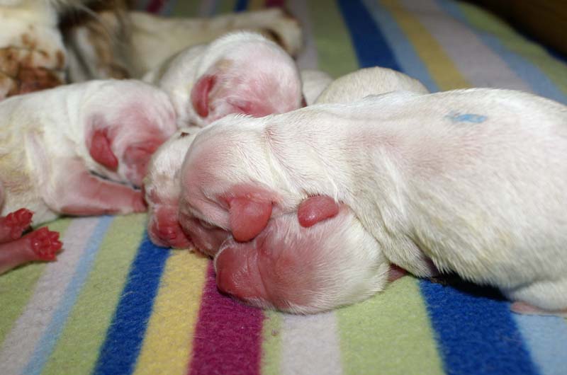 Bumbaa's_litter_day1_j