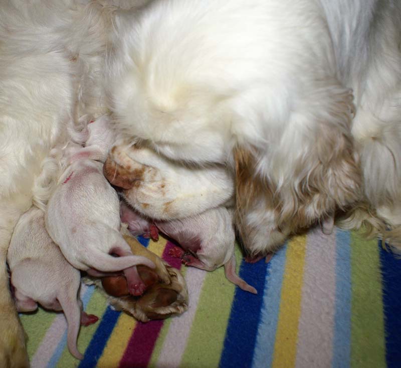 Bumbaa's_litter_day1_k