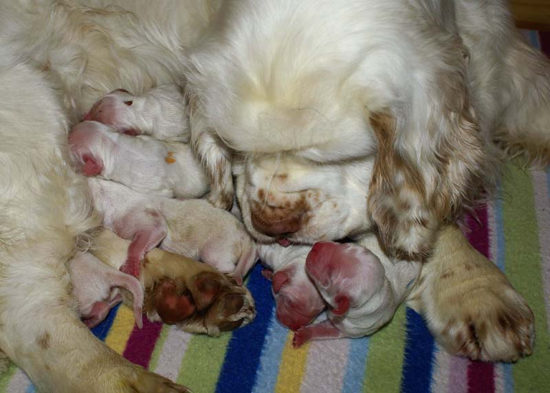 Bumbaa's_litter_day1_l