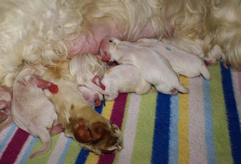 Bumbaa's_litter_day1_m