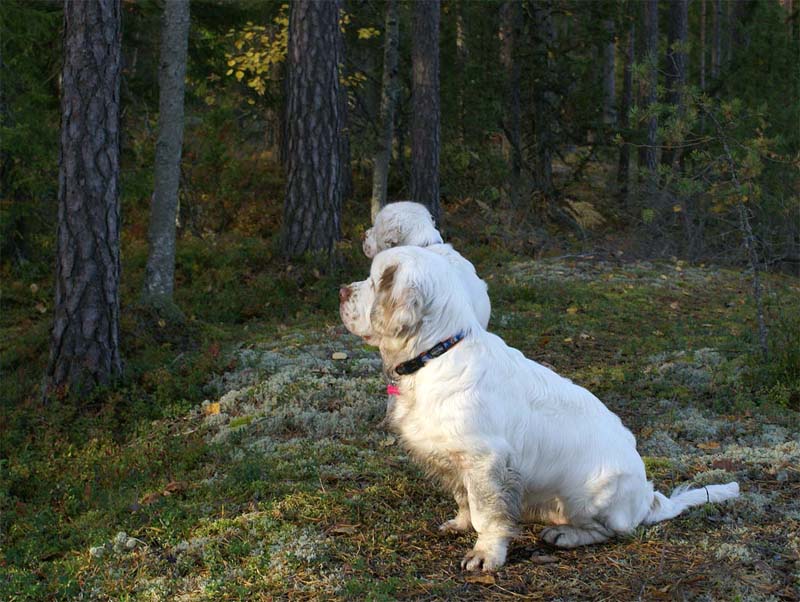 Bumbaa_Cotton_26Sept2007_o