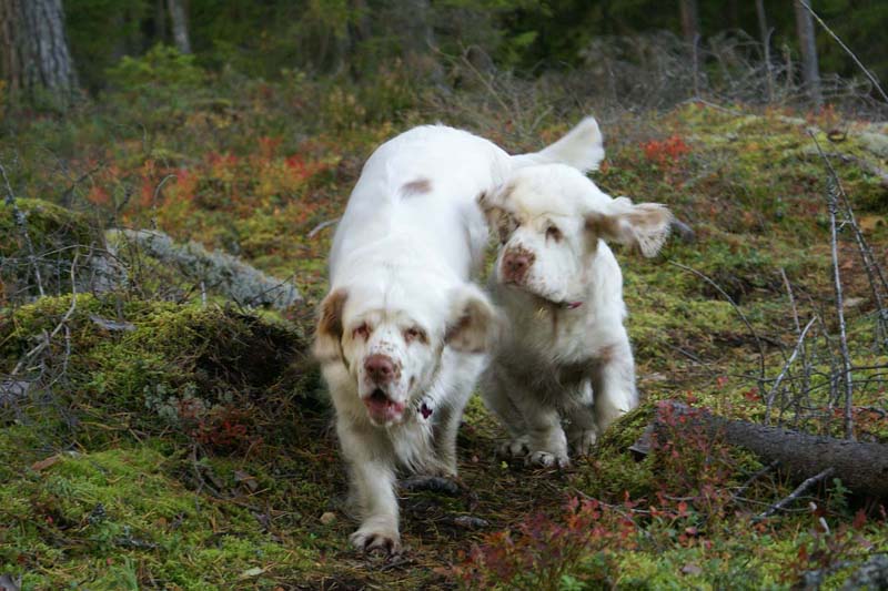 Bumbaa_Cotton_26Sept2007_p