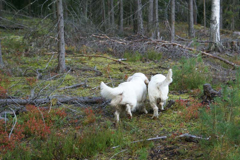 Bumbaa_Cotton_26Sept2007_q