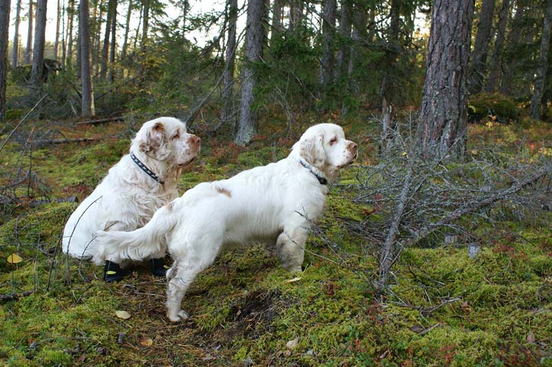 Bumbaa_Funky_26Sept2007_k