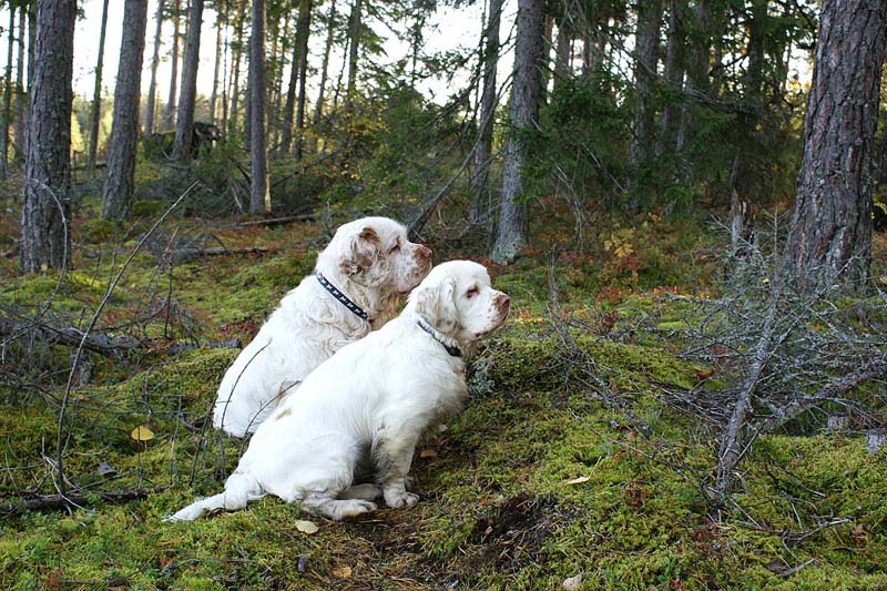 Bumbaa_Funky_26Sept2007_l