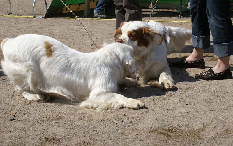 Bumbaa_15months_Raahe_Rocky22months_e