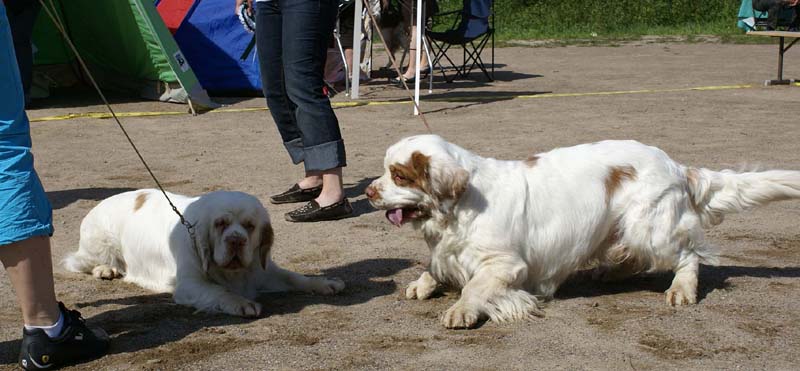 Bumbaa_15months_Raahe_Rocky22months_f