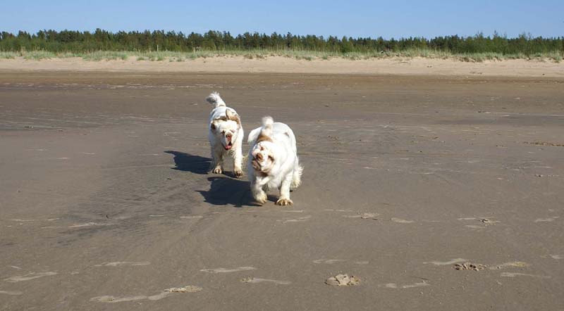 Bumbaa_Cotton_Kalajoki_5June2008_a