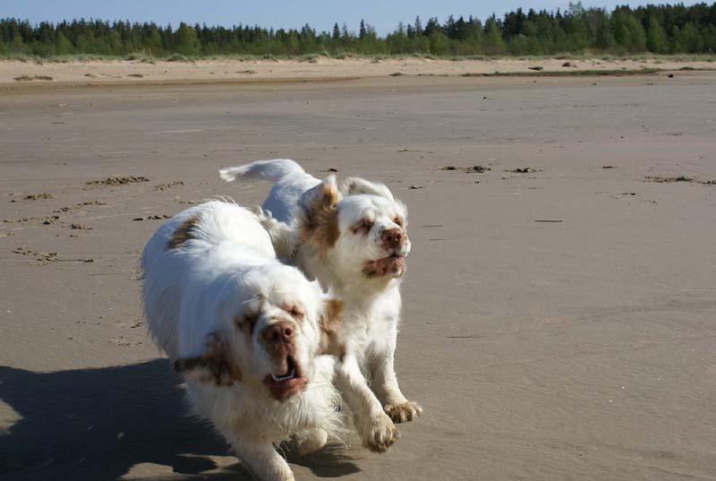 Bumbaa_Cotton_Kalajoki_5June2008_b