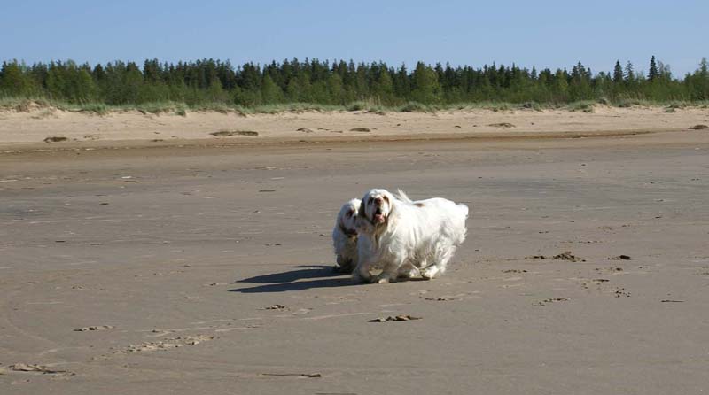 Bumbaa_Cotton_Kalajoki_5June2008_d