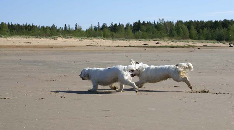 Bumbaa_Cotton_Kalajoki_5June2008_e