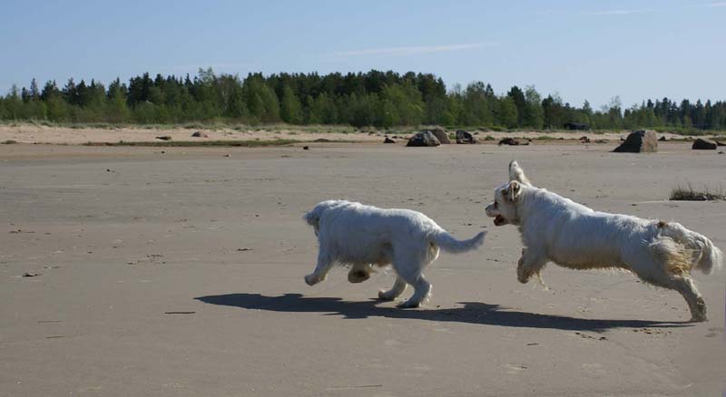 Bumbaa_Cotton_Kalajoki_5June2008_f