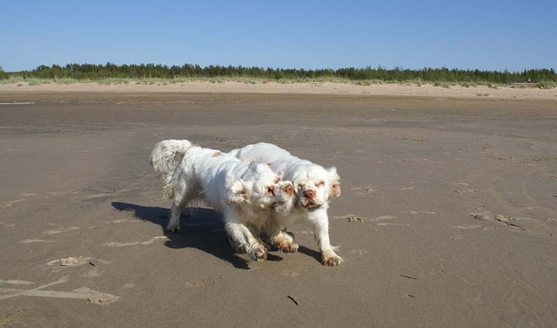 Bumbaa_Cotton_Kalajoki_5June2008_g