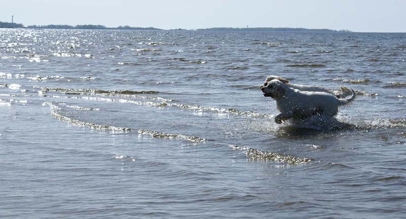 Bumbaa_Cotton_Kalajoki_5June2008_i