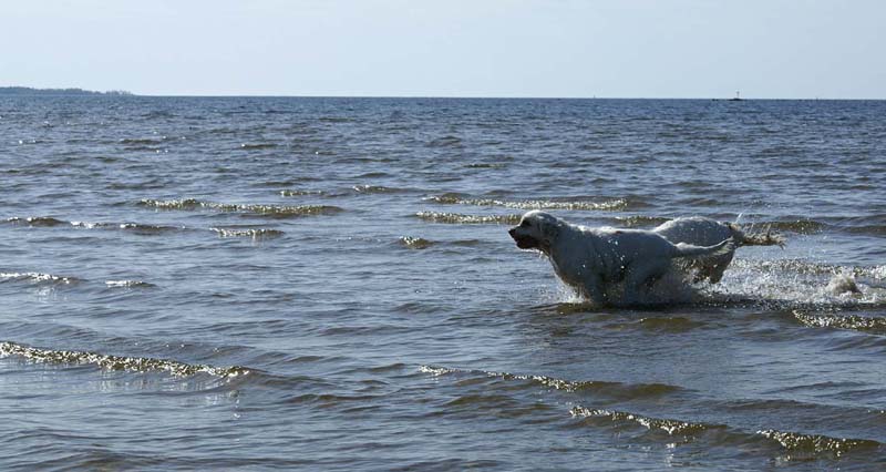 Bumbaa_Cotton_Kalajoki_5June2008_j