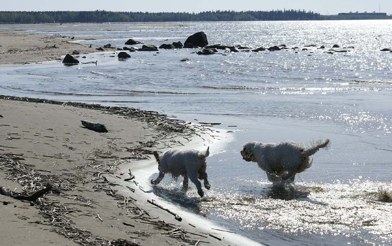 Bumbaa_Cotton_Kalajoki_5June2008_l