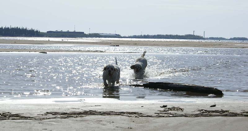 Bumbaa_Cotton_Kalajoki_5June2008_m