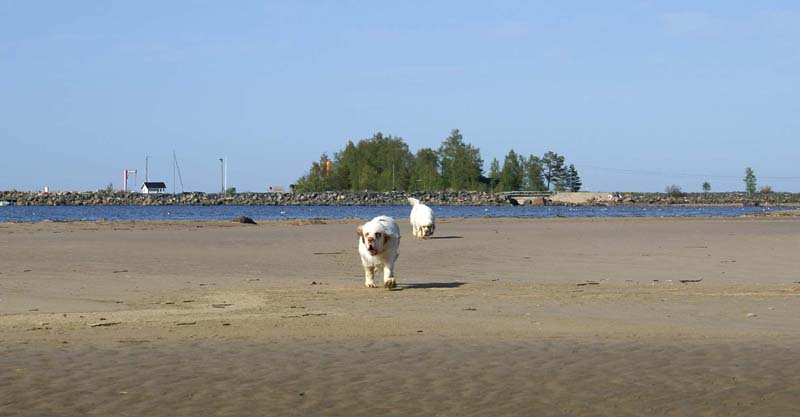 Bumbaa_Cotton_Kalajoki_5June2008_o