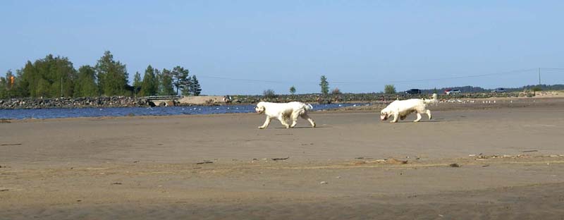 Bumbaa_Cotton_Kalajoki_5June2008_p