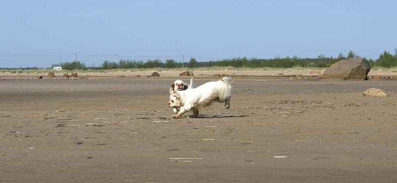 Bumbaa_Cotton_Kalajoki_5June2008_q