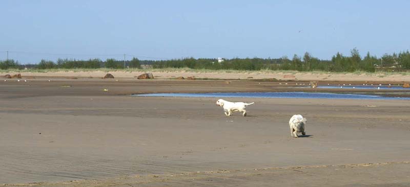 Bumbaa_Cotton_Kalajoki_5June2008_r