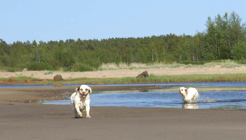 Bumbaa_Cotton_Kalajoki_5June2008_s