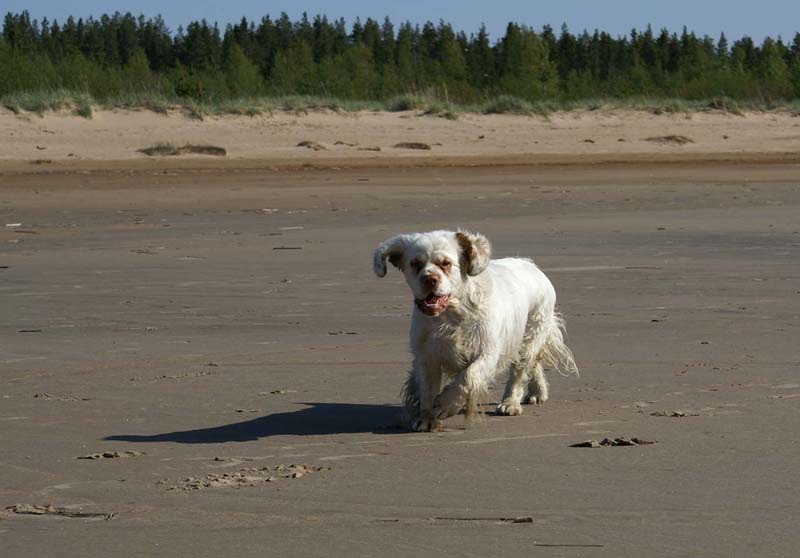 Bumbaa_Kalajoki_5June2008_a