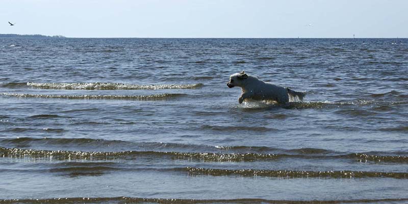 Bumbaa_Kalajoki_5June2008_c