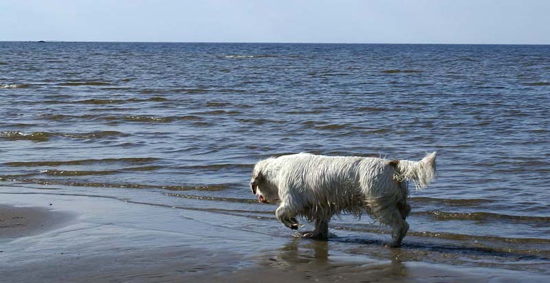 Bumbaa_Kalajoki_5June2008_d