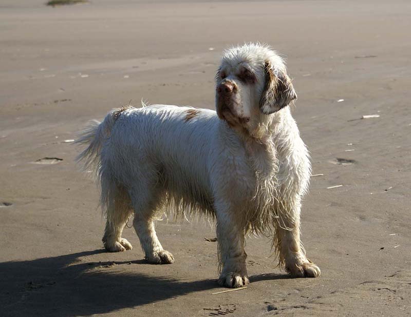 Bumbaa_Kalajoki_5June2008_e