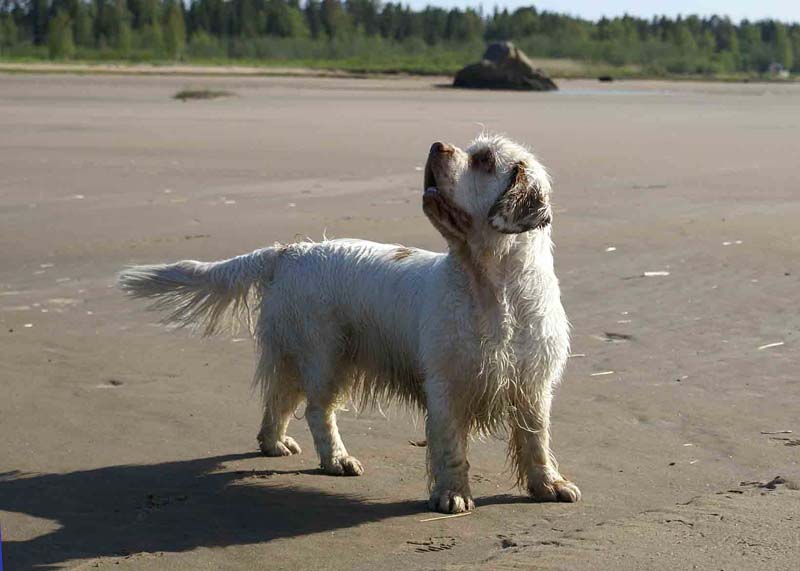 Bumbaa_Kalajoki_5June2008_f