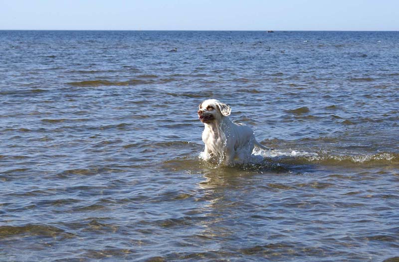 Cotton_Kalajoki_5June2008_a