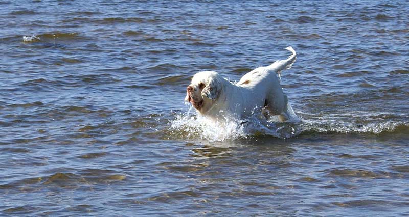 Cotton_Kalajoki_5June2008_b
