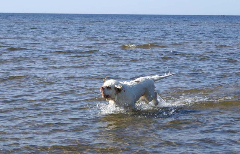 Cotton_Kalajoki_5June2008_d