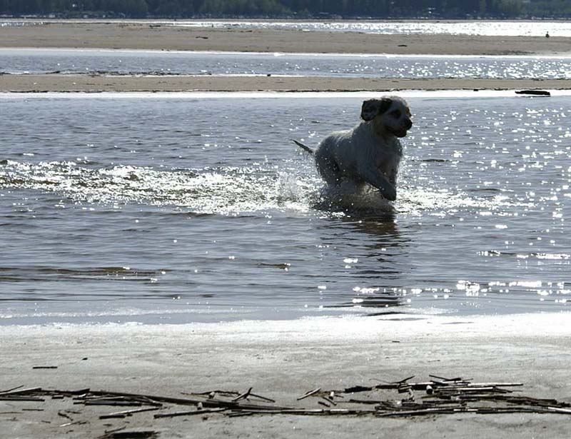 Cotton_Kalajoki_5June2008_e