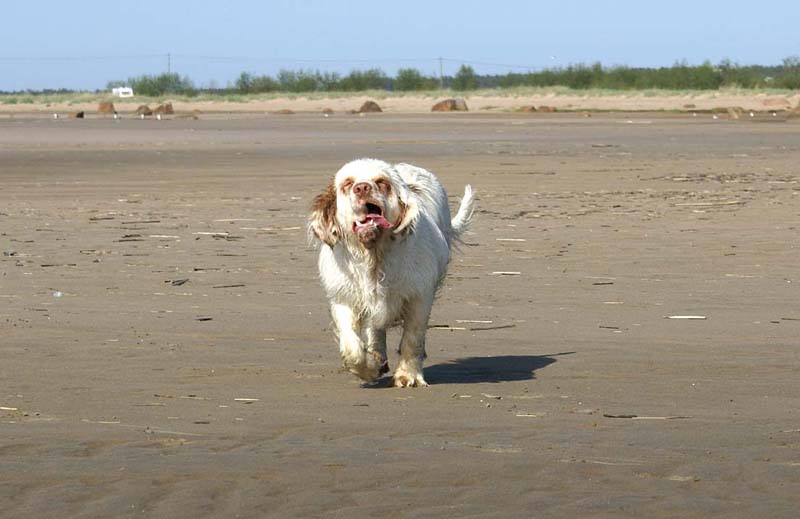 Cotton_Kalajoki_5June2008_f