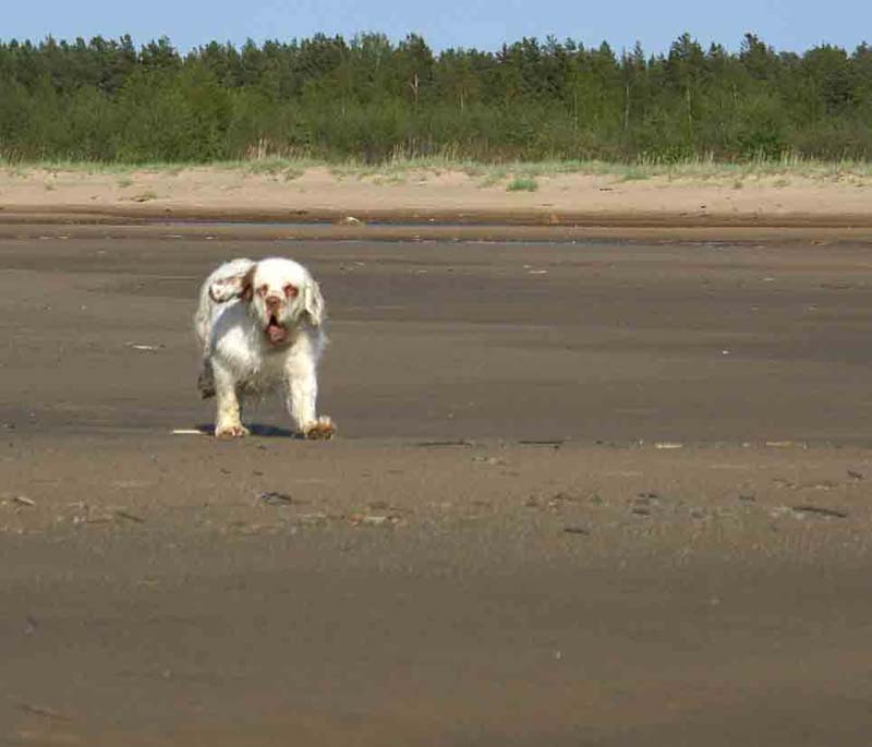 Cotton_Kalajoki_5June2008_g