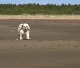 Cotton_Kalajoki_5June2008_g