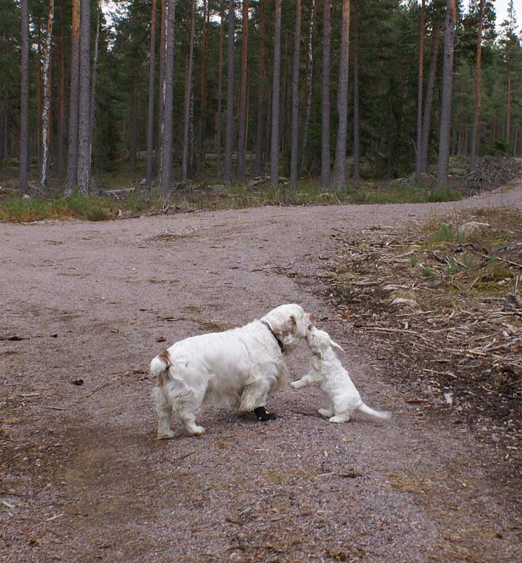 Bumbaa_9weeks_Funky_b